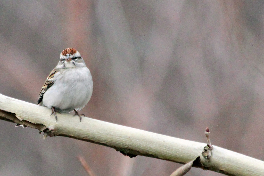 Chipping Sparrow by milaniet