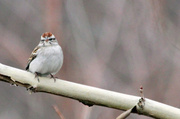 20th Feb 2013 - Chipping Sparrow