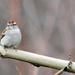 Chipping Sparrow by milaniet