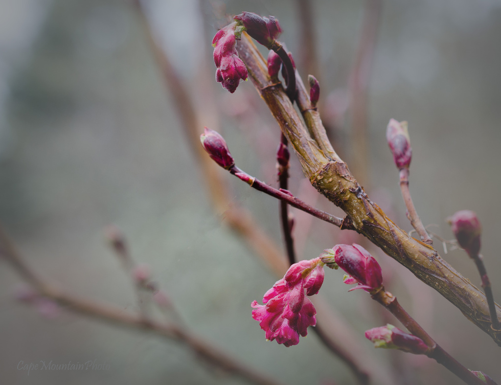 Spring Flowering Currant  by jgpittenger