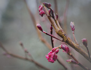 21st Feb 2013 - Spring Flowering Currant 