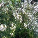 White heather by jennymdennis