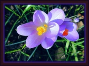 20th Feb 2013 - Another crocus !!