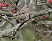 20th Feb 2013 - Subtle beauty