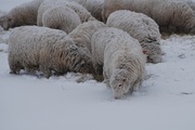 20th Feb 2013 - More snow sheep