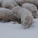 More snow sheep by farmreporter