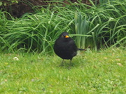 20th Feb 2013 - Blackbird