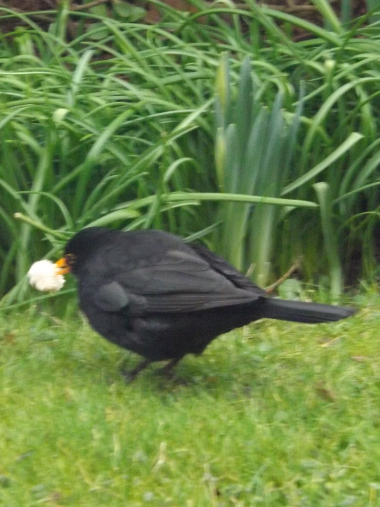 Hungry Blackbird by plainjaneandnononsense