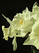 21st Feb 2013 - white daffodils