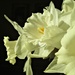 white daffodils by quietpurplehaze