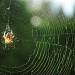 Spider by dora
