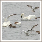 21st Feb 2013 - Ride a white swan 
