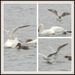 Ride a white swan  by rosiekind