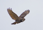 20th Feb 2013 - Great Horned Owl Checking Me Out