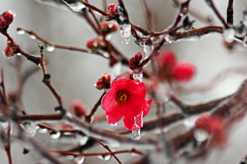 Icy Japonica by milaniet