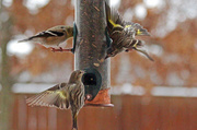 21st Feb 2013 - Fussin' Finches