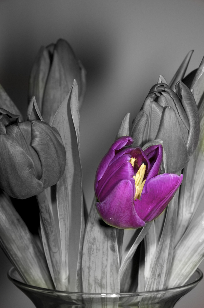 Purple tulips by nicolaeastwood