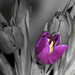 Purple tulips by nicolaeastwood