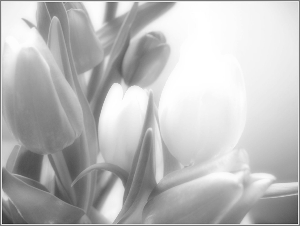 Tulips 2 by olivetreeann