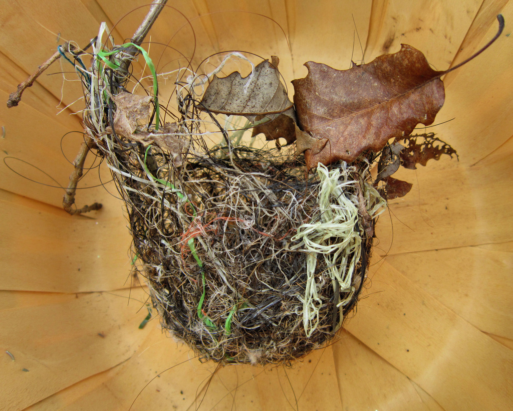Bird's Nest by cjwhite