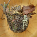 Bird's Nest by cjwhite