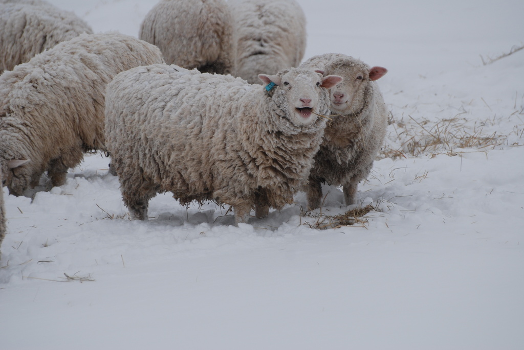 Laughing sheep by farmreporter