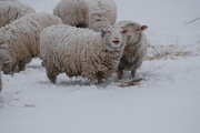 19th Feb 2013 - Laughing sheep
