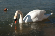 12th Feb 2013 - Finally a Swan!