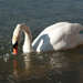 Finally a Swan! by vickisfotos