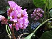 22nd Feb 2013 - 'pink' bergenia by our little stream.....