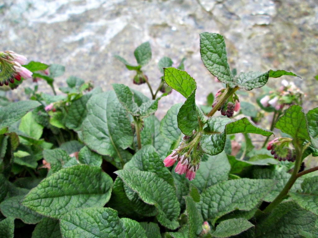 'pink' pulmonaria by the River Test yesterday by quietpurplehaze