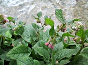 22nd Feb 2013 - 'pink' pulmonaria by the River Test yesterday