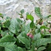 'pink' pulmonaria by the River Test yesterday by quietpurplehaze