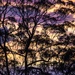 sunset by corymbia
