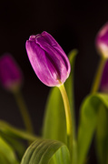 22nd Feb 2013 - Tulip.