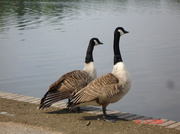 22nd Feb 2013 - Geese 