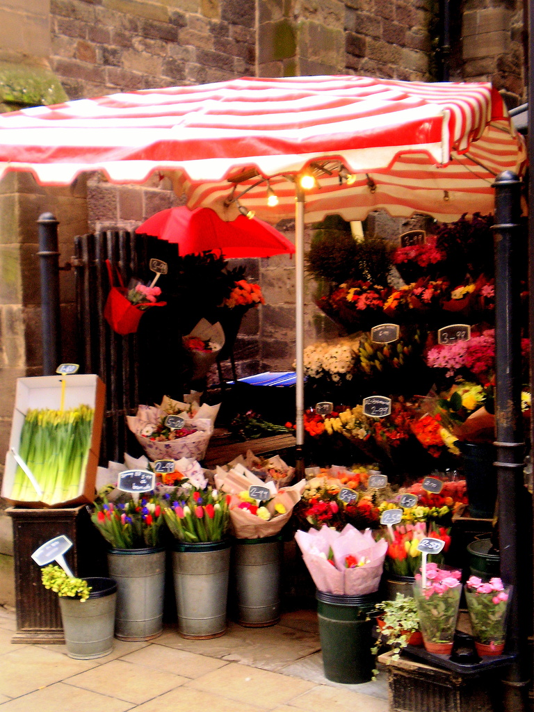 Flowers in February. by snowy