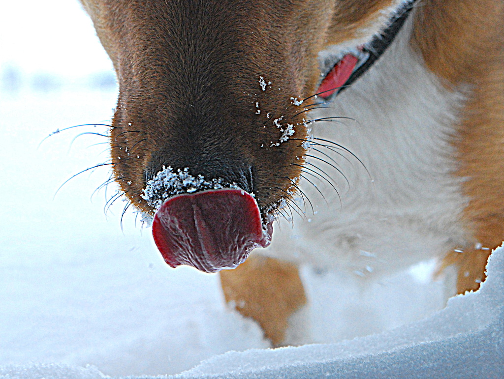Snow Lick by kareenking