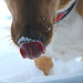 Snow Lick by kareenking