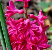 6th Feb 2013 - Hyacinth close up!