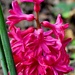 Hyacinth close up! by philbacon