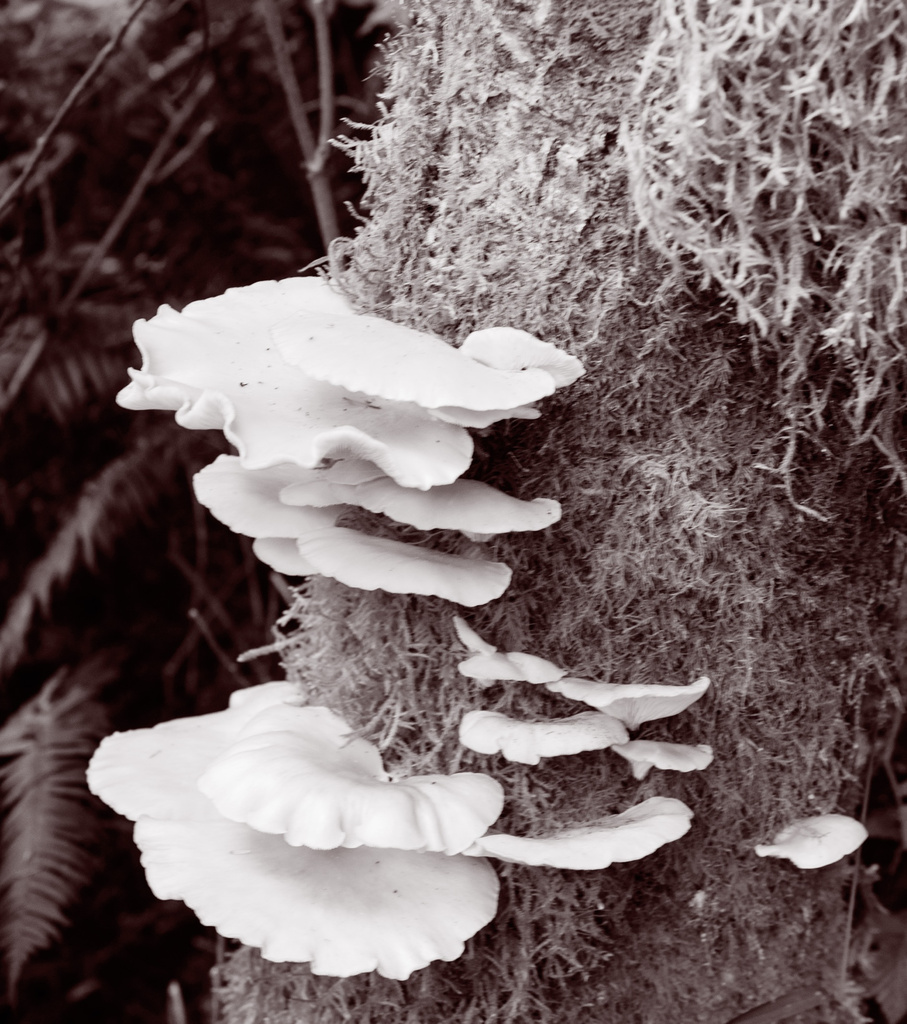 Sepia Fungus by jgpittenger
