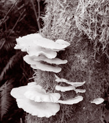 22nd Feb 2013 - Sepia Fungus