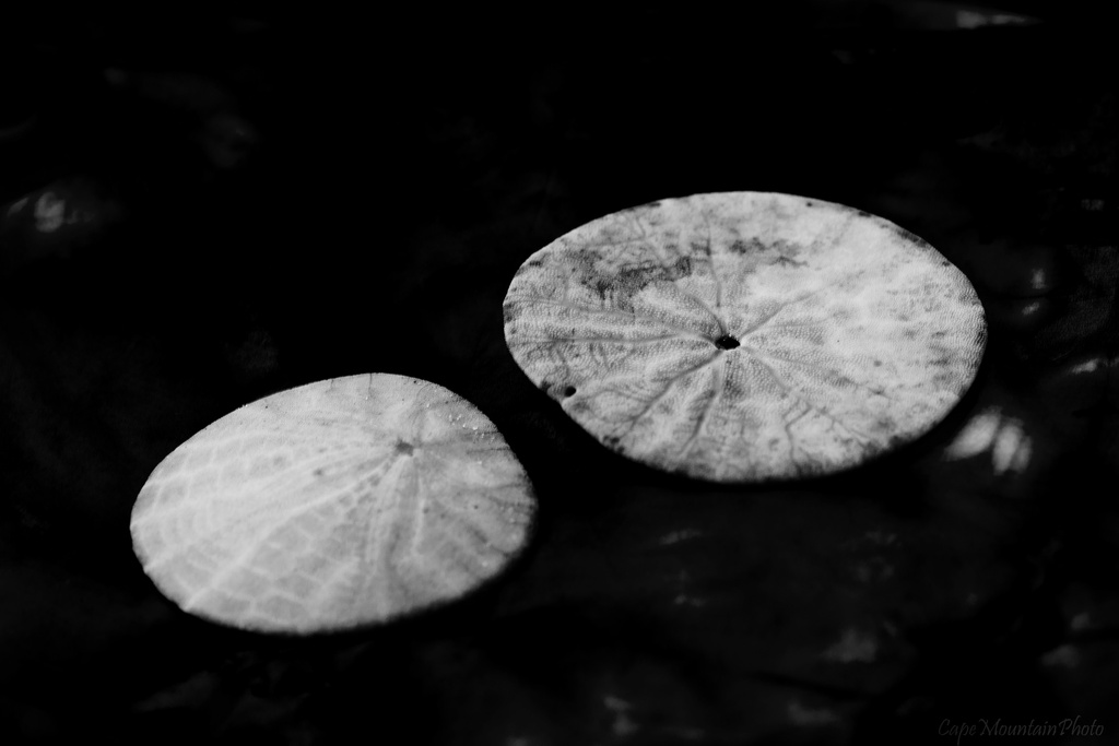 Whole Sand Dollars by jgpittenger