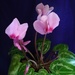 My little pink plant by mittens