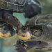 Turtles by harveyzone