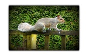 23rd Feb 2013 - Squirrel