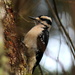 Ms Hairy Woodpecker by jankoos