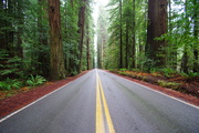 13th Feb 2013 - Redwood Road
