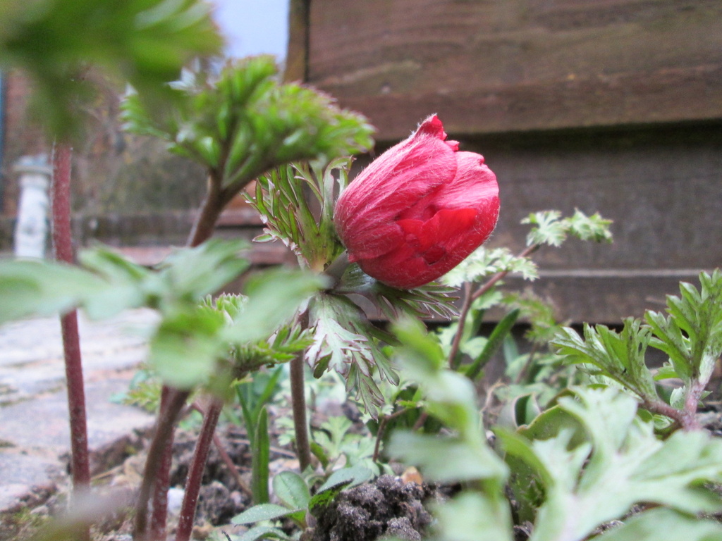 'earth': first anemone blooming in our garden by quietpurplehaze